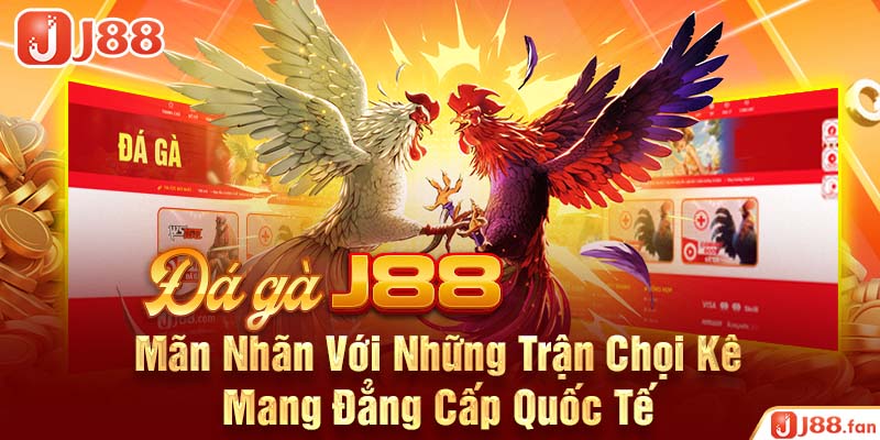 Đá Gà J88 - Nơi Bùng Nổ Đam Mê Cá Cược Của Các Kê Thủ