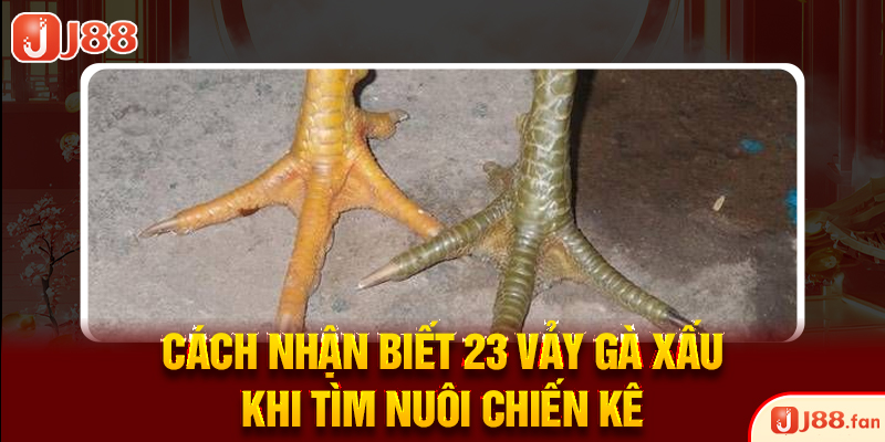 23 Vảy Gà Xấu Khiến Nhiều Kê Thủ Phải Lắc Đầu Bỏ Qua