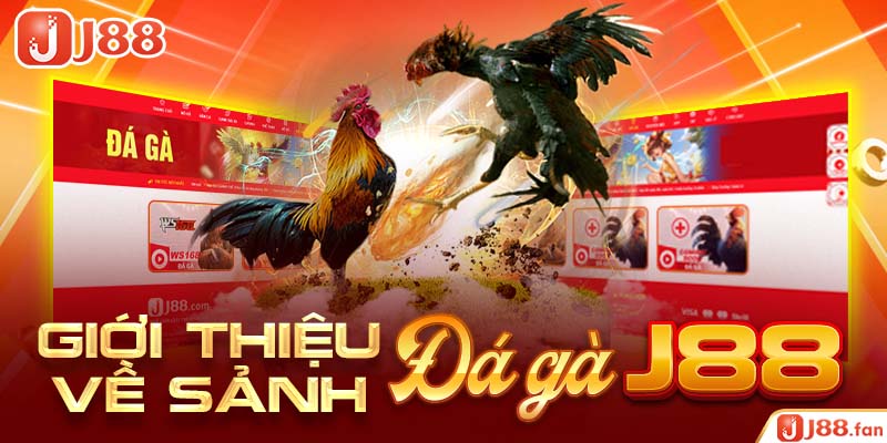 Đá Gà J88 - Nơi Bùng Nổ Đam Mê Cá Cược Của Các Kê Thủ