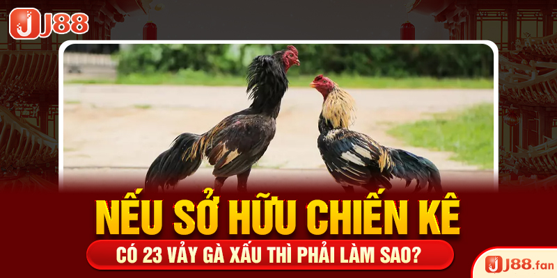23 Vảy Gà Xấu Khiến Nhiều Kê Thủ Phải Lắc Đầu Bỏ Qua