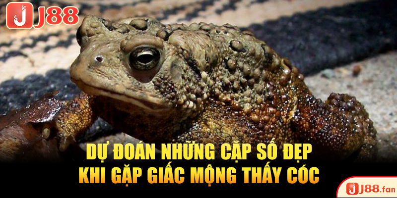 Mơ Thấy Cóc Là Điềm Gì? Bật Mí Ngay Những Số Đề May Mắn