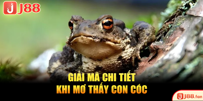 Mơ Thấy Cóc Là Điềm Gì? Bật Mí Ngay Những Số Đề May Mắn