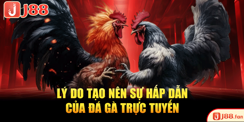 Đá Gà Trực Tuyến - Sôi Động, Kịch Tính Từng Khoảnh Khắc