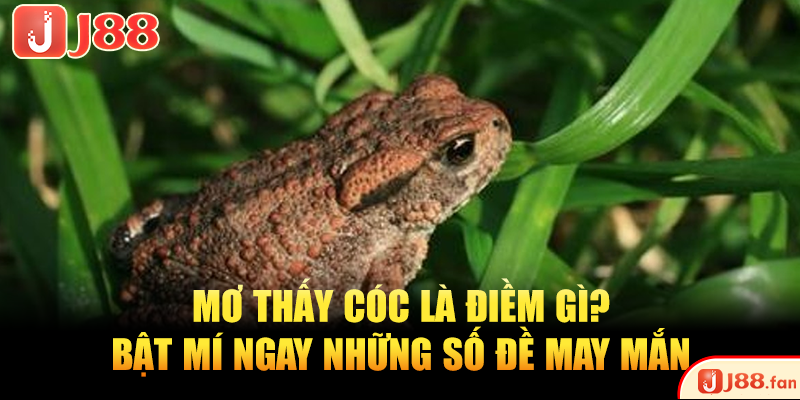 Mơ Thấy Cóc Là Điềm Gì? Bật Mí Ngay Những Số Đề May Mắn