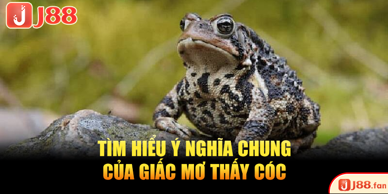 Mơ Thấy Cóc Là Điềm Gì? Bật Mí Ngay Những Số Đề May Mắn