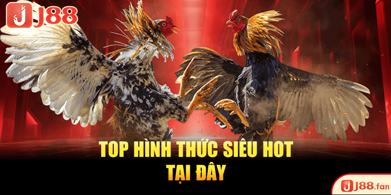 Đá Gà SV388 | Sân Chơi Đá Chọi Kịch Tính TOP #1 Hiện Nay