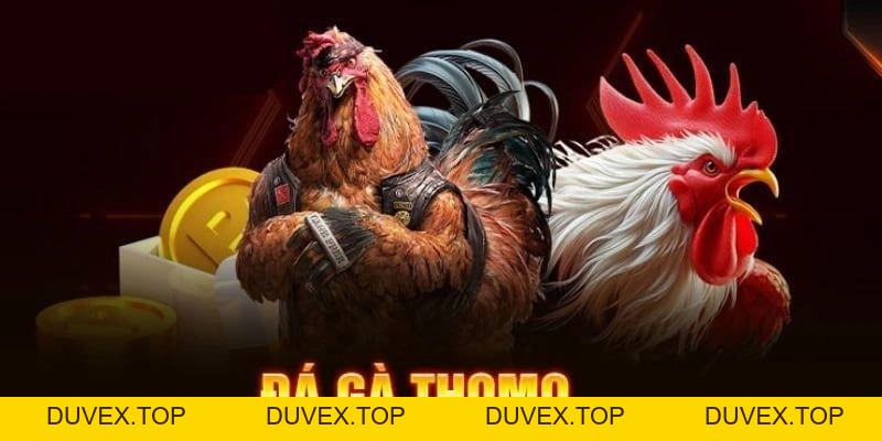 Đá Gà Thomo - Cẩm Nang Không Thể Thiếu Cho Sư Kê